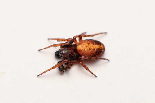 Carmine Orbweaver