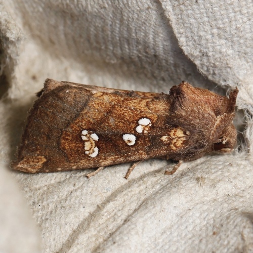 Papaipema duovata Bird, 1902