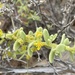 Tetragonia angustifolia - Photo (c) Franco Capriroli, all rights reserved, uploaded by Franco Capriroli