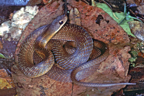 GitHub - ramyaaprasath/Play-Snake: Snake is the common name for a