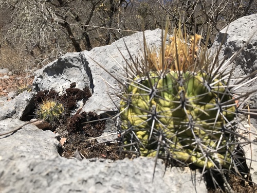 Ferocactus reppenhagenii