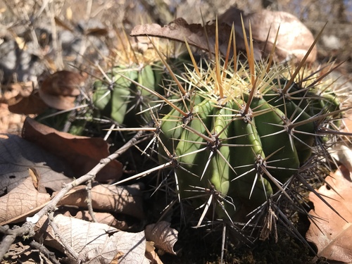 Ferocactus reppenhagenii