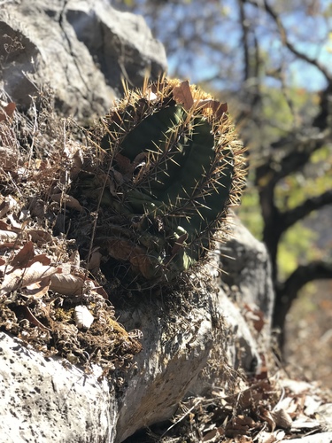 Ferocactus reppenhagenii