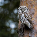 Boreal Owl - Photo (c) lenacs, all rights reserved, uploaded by lenacs