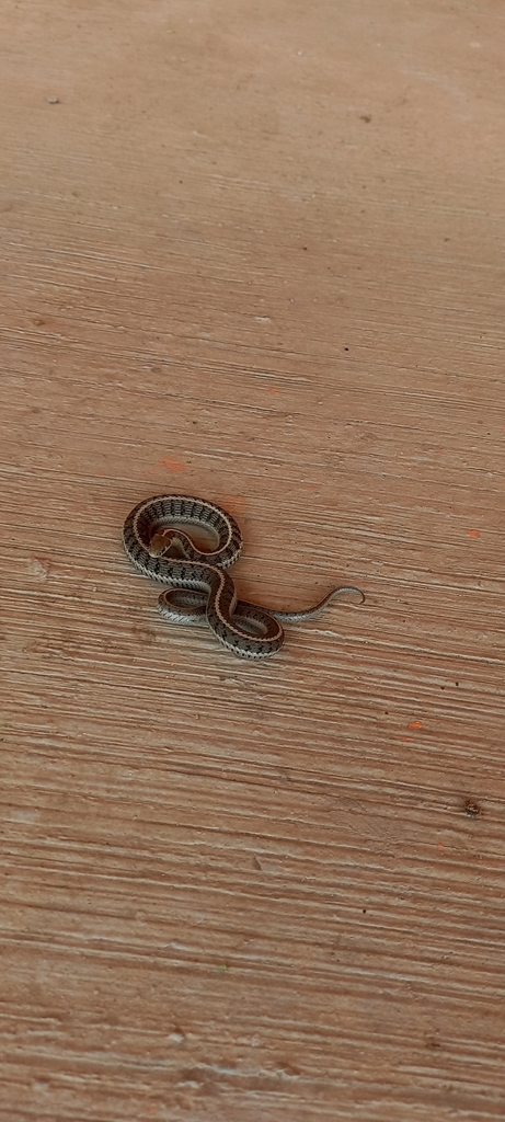 Longtail Alpine Garter Snake From Sanctórum On November 1, 2021 At 03:05 PM By Fernando Zavala ...