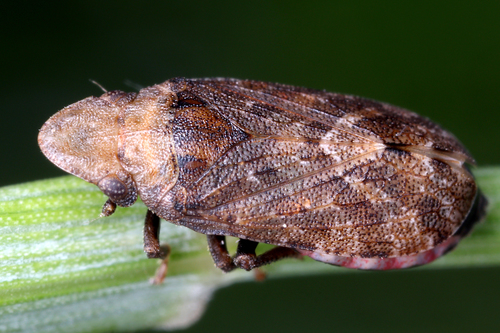 Tettigometra macrocephala · iNaturalist