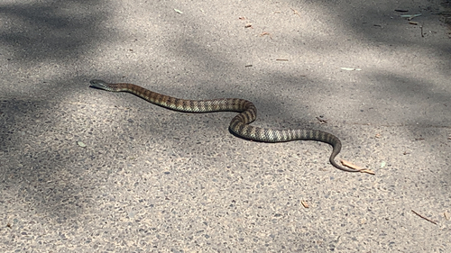 Tiger Snake sighting