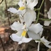 Orquídea Chorritos - Photo (c) P Gonzalez Zamora, todos los derechos reservados, subido por P Gonzalez Zamora