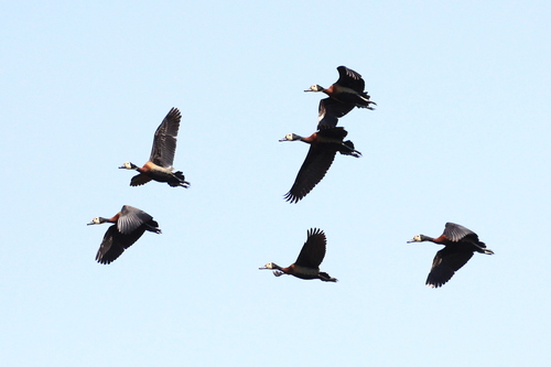White-faced Whistling-Duck