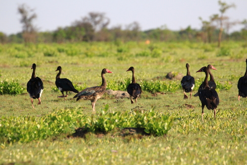 Northern Spur-winged Goose