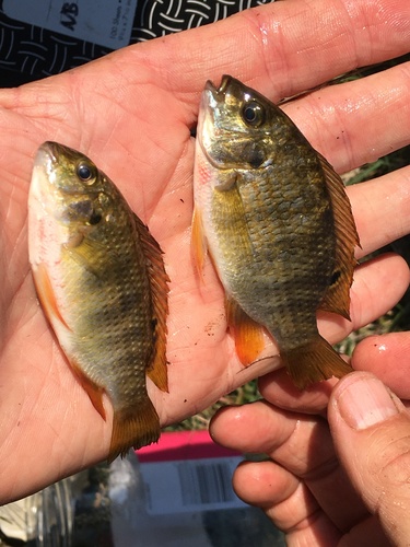 Redbreast Tilapia