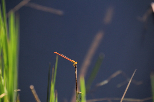 Common Citril