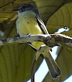 Foothill Elaenia (Myiopagis olallai) photo