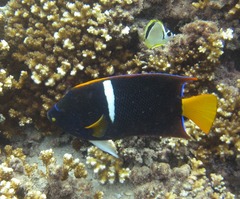 Image of Holacanthus passer