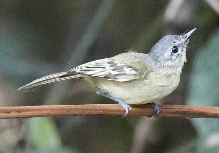 Ecuadorian Tyrannulet (Phylloscartes gualaquizae) photo