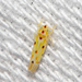 Illinois Grape Leafhopper - Photo (c) Timothy Reichard, all rights reserved, uploaded by Timothy Reichard