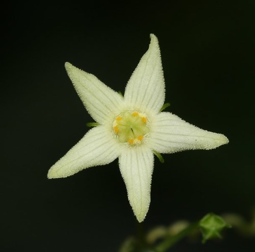 Zehneria thwaitesii