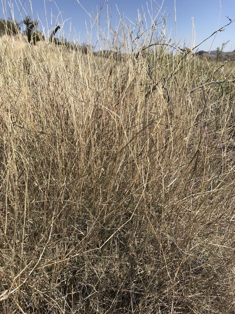 Bush Muhly from Clark County, US-NV, US on April 28, 2018 at 02:09 PM ...