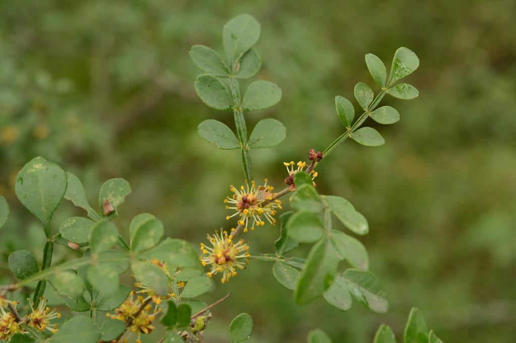 Limoncillo