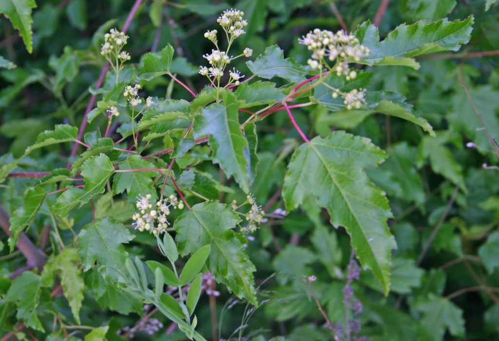 Amur maple from lasowski rajon region primorje russland on june 25