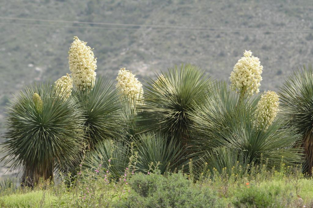 Soft leaf yucca