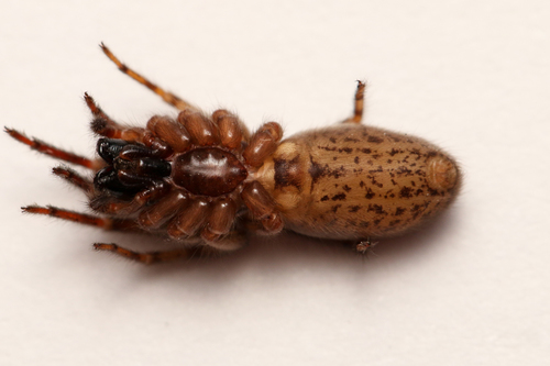 Snake-back Spider