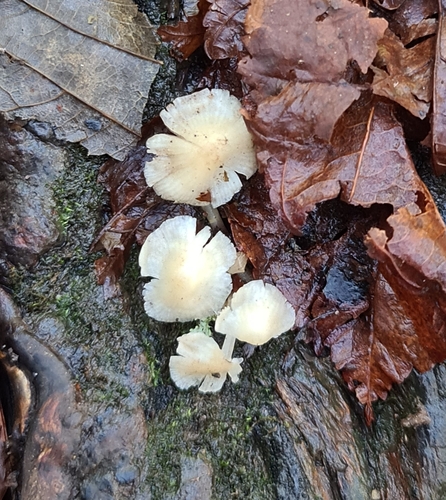 Snowy Waxcap