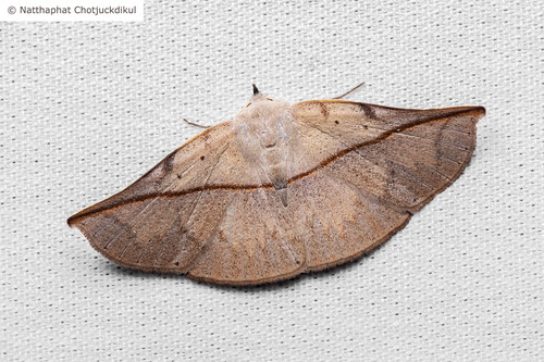 Nathha Insect Photo 166966416, (c) Natthaphat Chotjuckdikul, all rights reserved ...