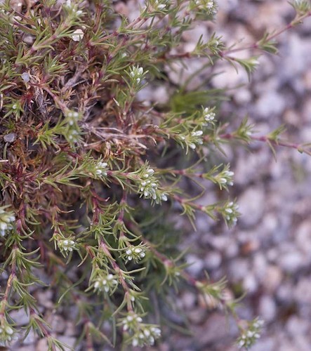 Scleranthus perennis ssp. perennis