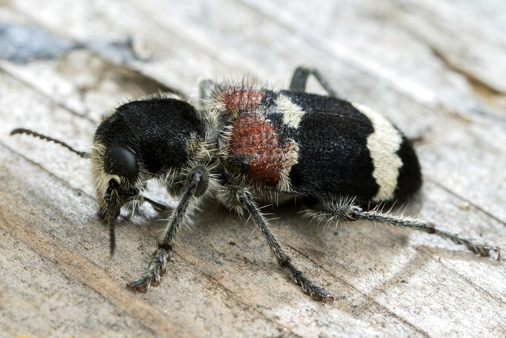 Clerus mutillarius from EisenstadtUmgebung, Österreich on June 14