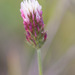 Trifolium incarnatum molinerii - Photo (c) Tig, todos los derechos reservados, subido por Tig