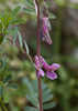 Vicia pannonica striata - Photo (c) Tig, all rights reserved, uploaded by Tig