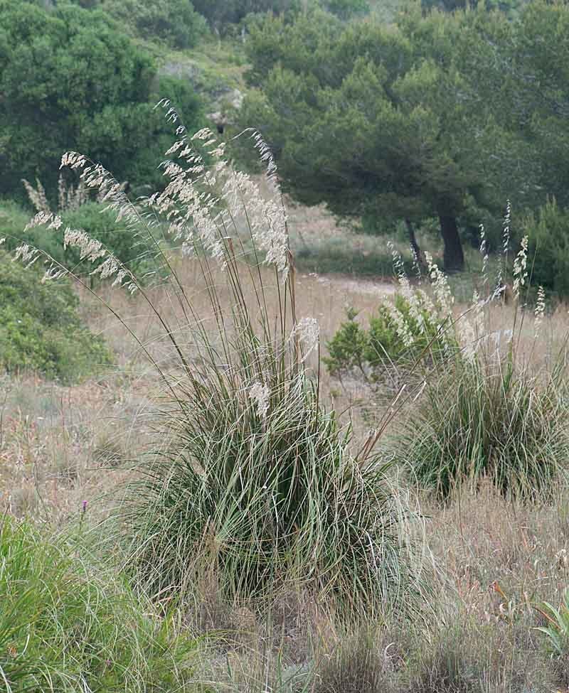 Dis grass