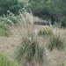 Mauritanian Grass - Photo (c) Tig, all rights reserved, uploaded by Tig