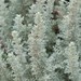 Artemisia caerulescens gallica - Photo (c) Tig, todos los derechos reservados, subido por Tig