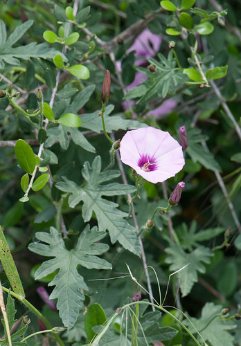 Mallow Bindweed