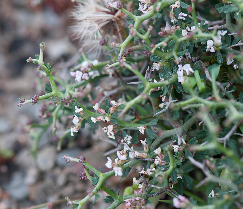 Flor de la pasión