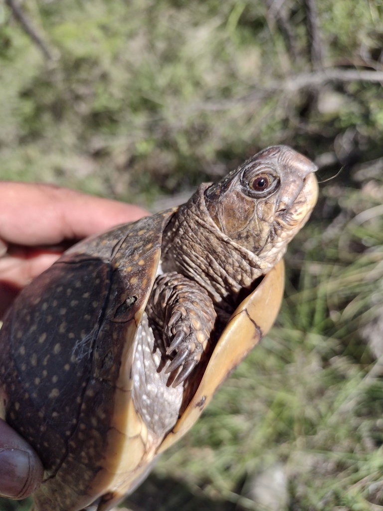 Southern Spotted Box Turtle in October 2021 by DurangoAmador · iNaturalist