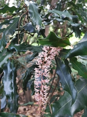 Image of Macadamia integrifolia