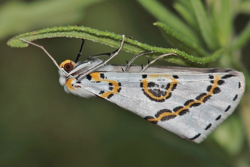 Philtraea mexicana