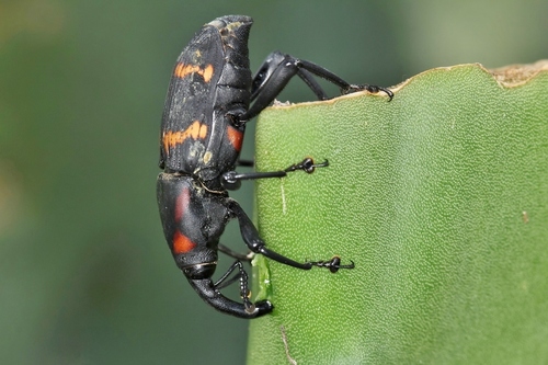 Cactus Weevil