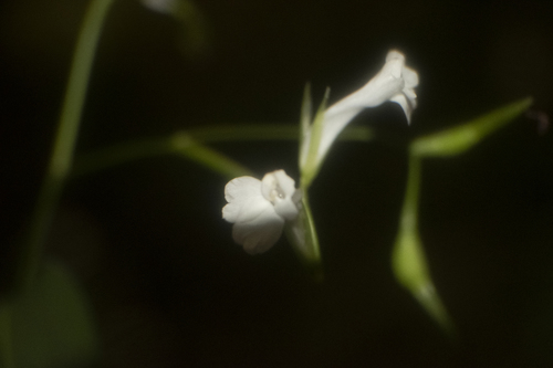 Arrowroot (Maranta arundinacea)
