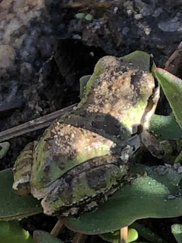 iNaturalist observation photo of Pacific chorus frog
