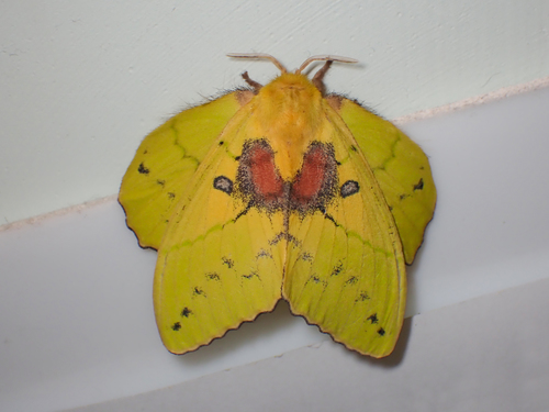 Trabala pallida (Walker, 1855)