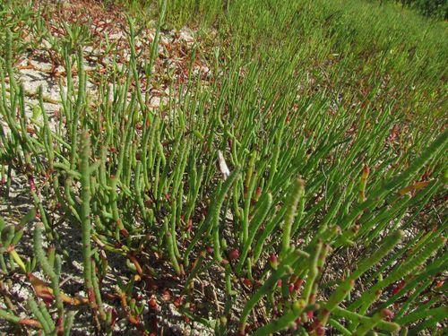 Salicornia perennis Mill.