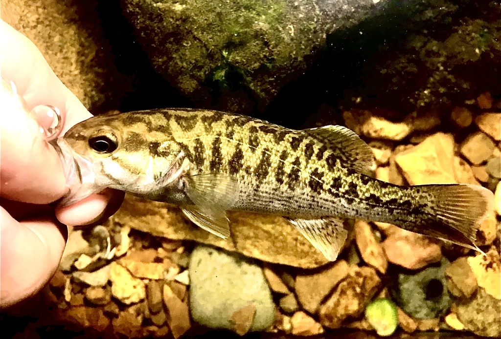 Warrior Bass From Turkey Creek Nature Preserve, Pinson, Al, Us On 