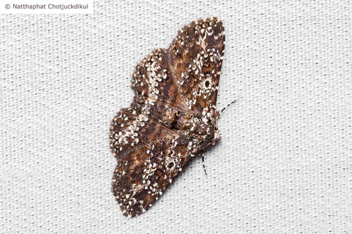 Caduca albopunctata (Walker)