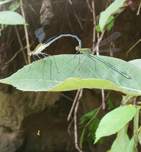 Heliocharis amazona