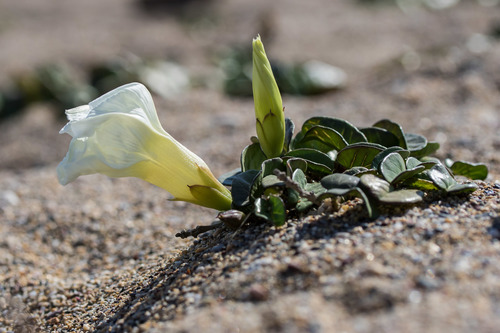 beach morning-glory