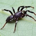 Flat-bellied Ground Spider - Photo (c) 豆豆, all rights reserved, uploaded by 豆豆